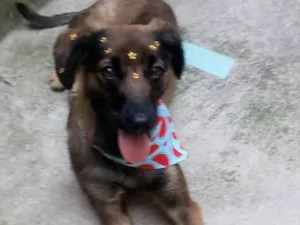 Cachorro raça SRD idade 1 ano nome Sem Nome