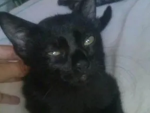 Gato raça srd idade 2 a 6 meses nome Black