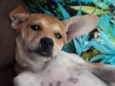 Frida e Capitu