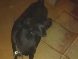 Cachorro raça Vira Lata idade 5 anos nome Nina