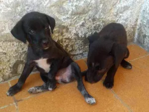 Cachorro raça Vira Lata idade Abaixo de 2 meses nome Taz e Lia