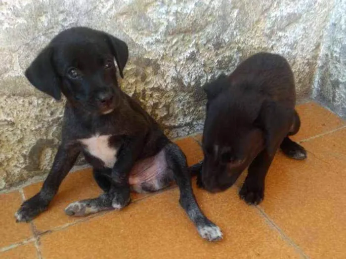 Cachorro ra a Vira Lata idade Abaixo de 2 meses nome Taz e Lia