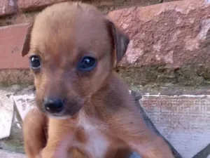 Cachorro raça SRD idade Abaixo de 2 meses nome Linda