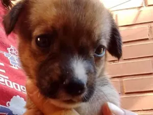 Cachorro raça SRD idade Abaixo de 2 meses nome Magali