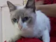 Bela