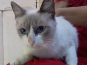 Gato raça Srd idade 1 ano nome Bela