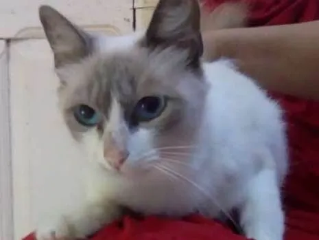 Gato ra a Srd idade 1 ano nome Bela