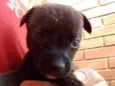 Frodo
