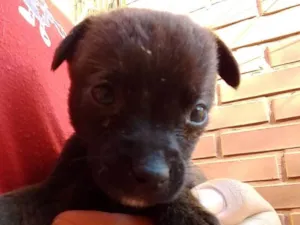 Cachorro raça SRD idade Abaixo de 2 meses nome Frodo