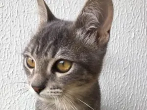 Gato raça SRD idade 2 a 6 meses nome Mingau