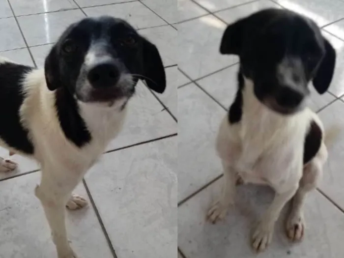 Cachorro ra a Vira lata idade  nome Estrela