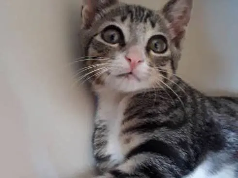 Gato ra a Srd idade Abaixo de 2 meses nome Sem nome