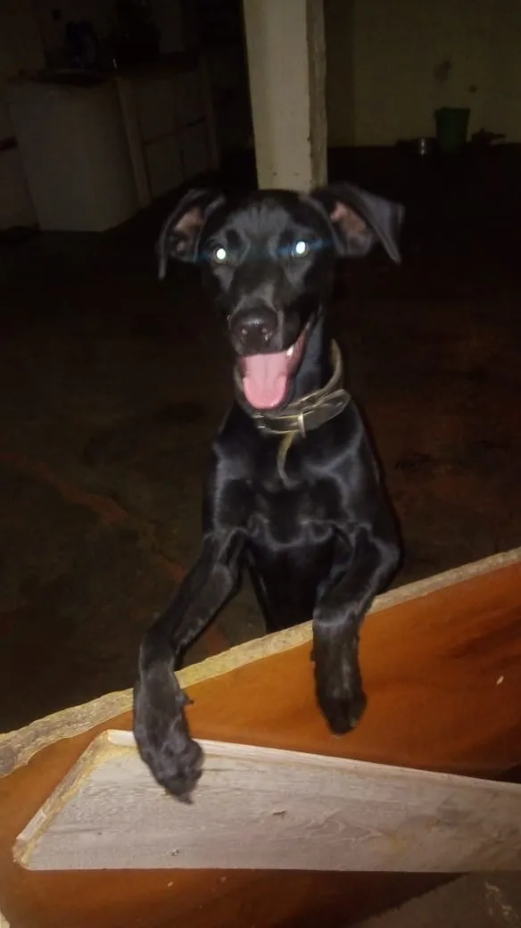 Cachorro ra a  idade 1 ano nome Batman