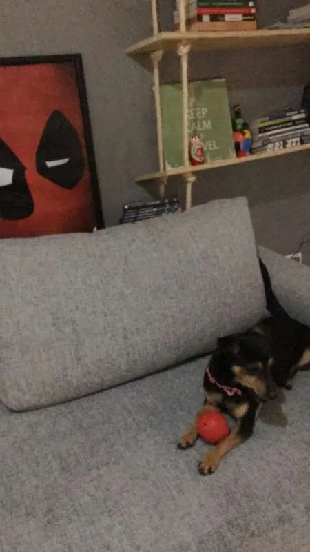 Cachorro ra a Pinscher idade 3 anos nome Abigail