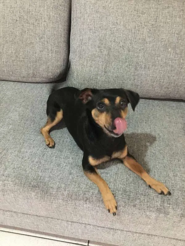 Cachorro ra a Pinscher idade 3 anos nome Abigail