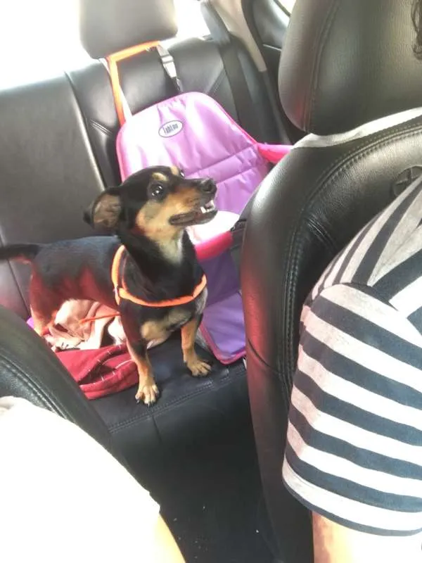 Cachorro ra a Pinscher idade 3 anos nome Abigail