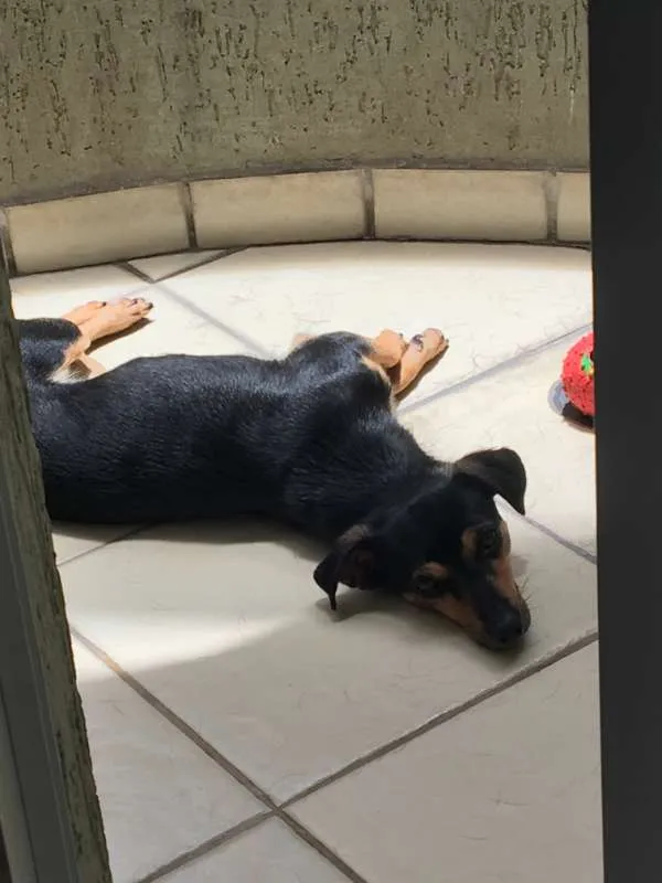 Cachorro ra a Pinscher idade 3 anos nome Abigail