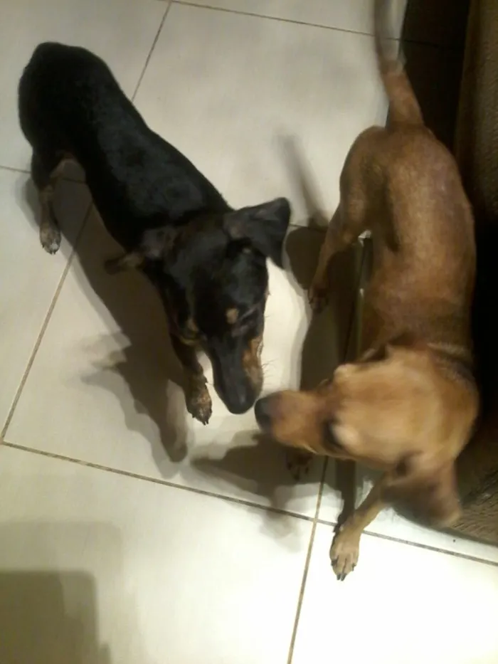 Cachorro ra a Sem raça definida  idade 7 a 11 meses nome Não tem 