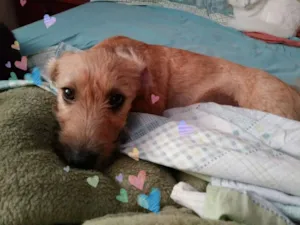 Cachorro raça SRD idade 2 a 6 meses nome Dóris