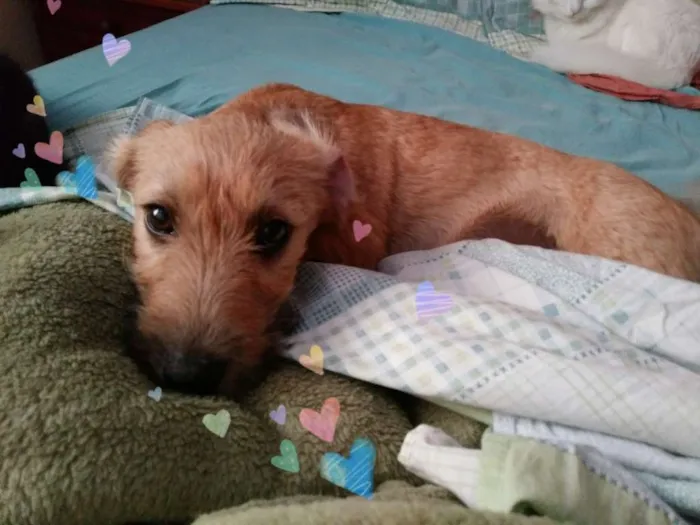 Cachorro ra a SRD idade 2 a 6 meses nome Dóris