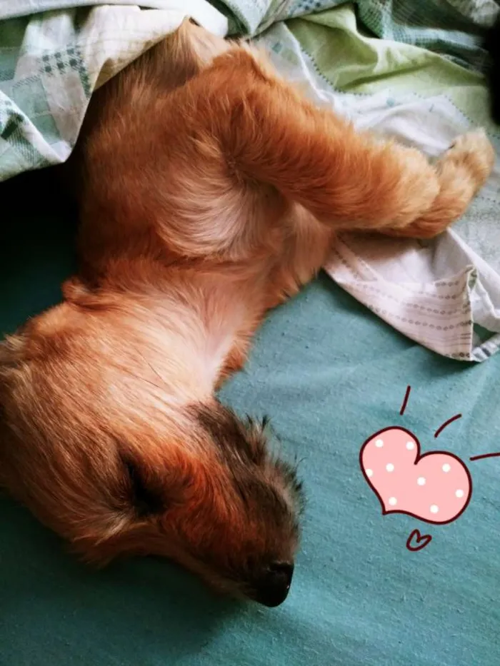 Cachorro ra a SRD idade 2 a 6 meses nome Dóris
