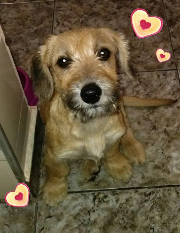 Cachorro ra a SRD idade 2 a 6 meses nome Dóris