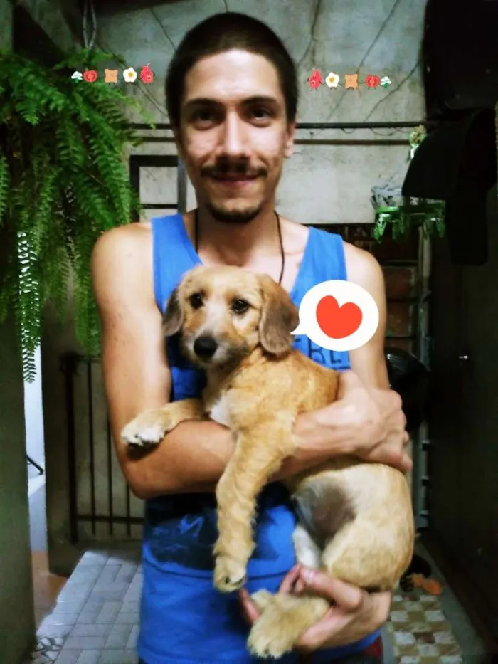 Cachorro ra a SRD idade 2 a 6 meses nome Dóris