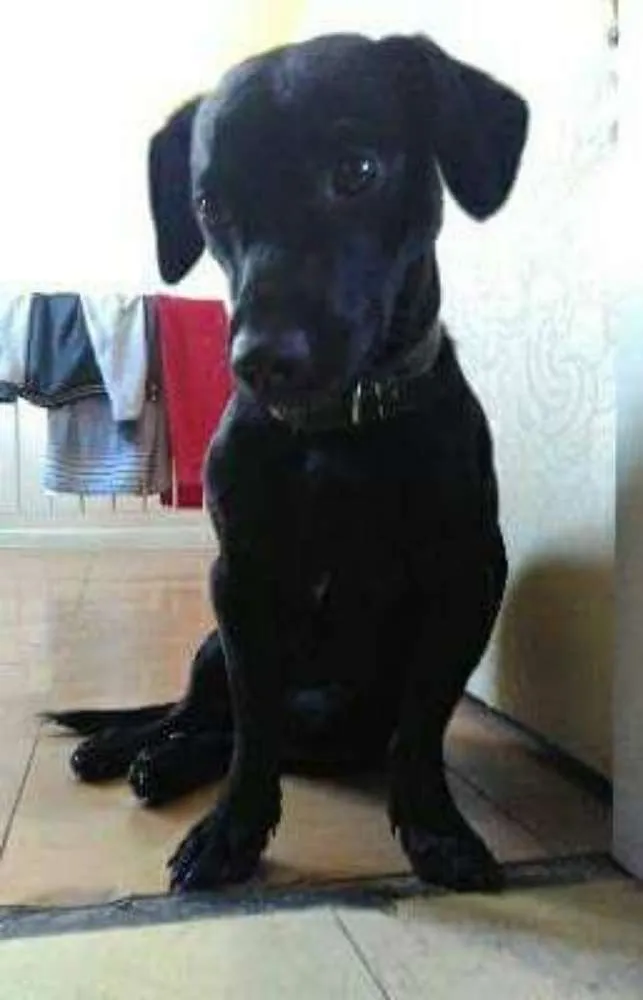 Cachorro ra a SRD idade 3 anos nome Saymon