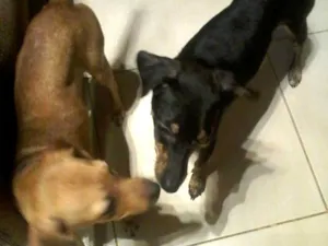 Cachorro raça Sem raça definida  idade 7 a 11 meses nome Não tem 