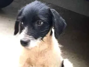 Cachorro raça  idade 2 a 6 meses nome Charlie