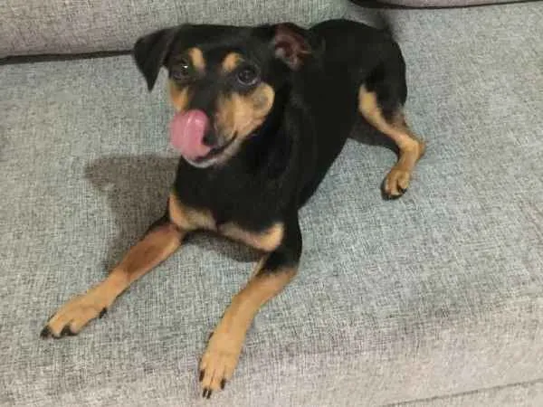 Cachorro ra a Pinscher idade 3 anos nome Abigail