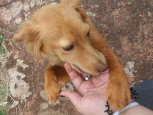 Cachorro raça Não sei idade 3 anos nome Não sei