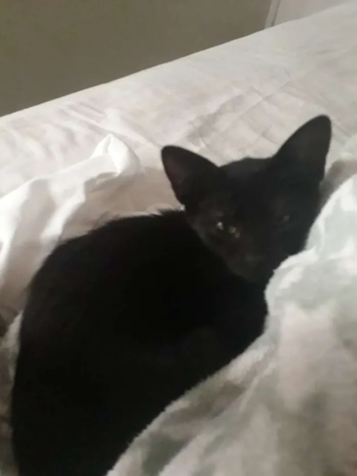 Gato ra a Srd idade Abaixo de 2 meses nome Melanina