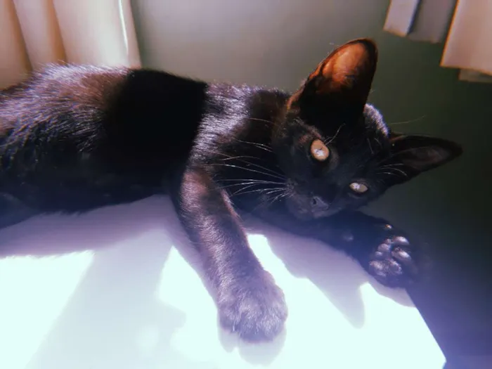 Gato ra a Srd idade Abaixo de 2 meses nome Melanina