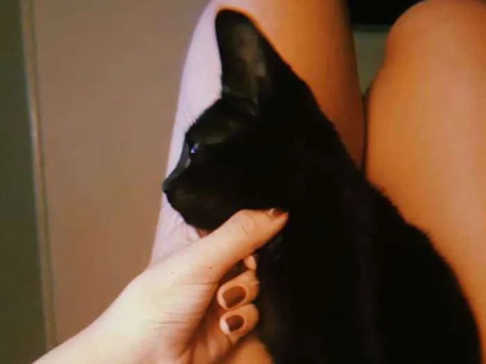 Gato ra a Srd idade Abaixo de 2 meses nome Melanina