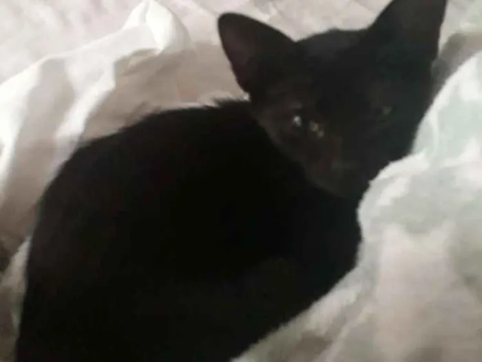 Gato ra a Srd idade Abaixo de 2 meses nome Melanina