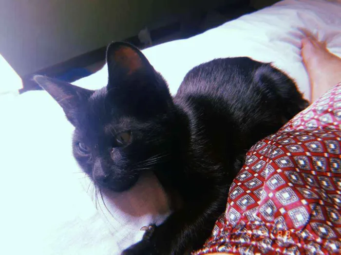 Gato ra a Srd idade Abaixo de 2 meses nome Melanina