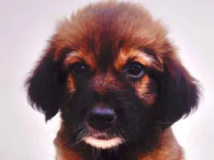 Cachorro raça Não definida idade Abaixo de 2 meses nome Cachorros 
