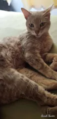 Lince