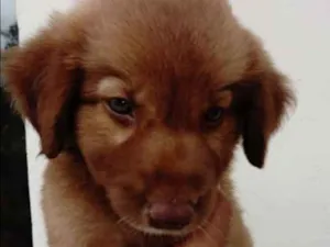 Cachorro raça Não definida idade Abaixo de 2 meses nome Cachorros 