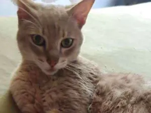 Gato raça SRD idade 1 ano nome Lince