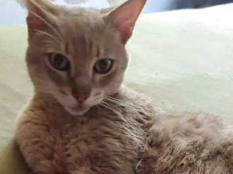 Gato ra a SRD idade 1 ano nome Lince