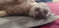 Lince