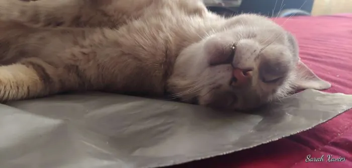 Gato ra a SRD idade 1 ano nome Lince