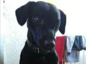 Cachorro raça SRD idade 3 anos nome Saymon
