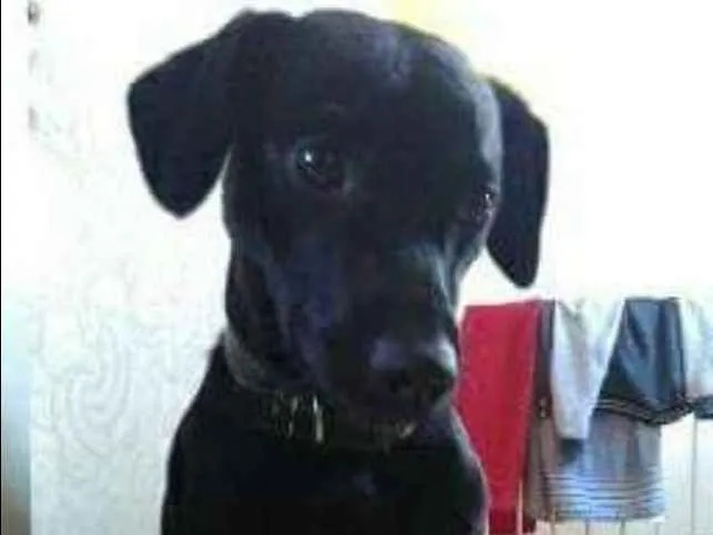 Cachorro ra a SRD idade 3 anos nome Saymon