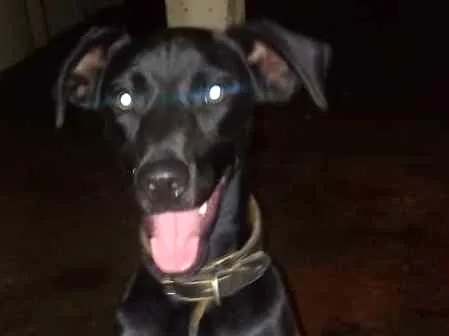 Cachorro ra a  idade 1 ano nome Batman