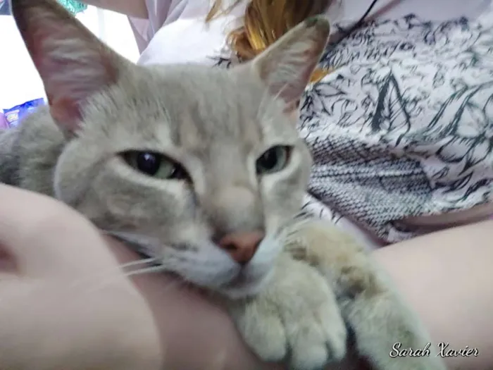 Gato ra a SRD idade 1 ano nome Lince