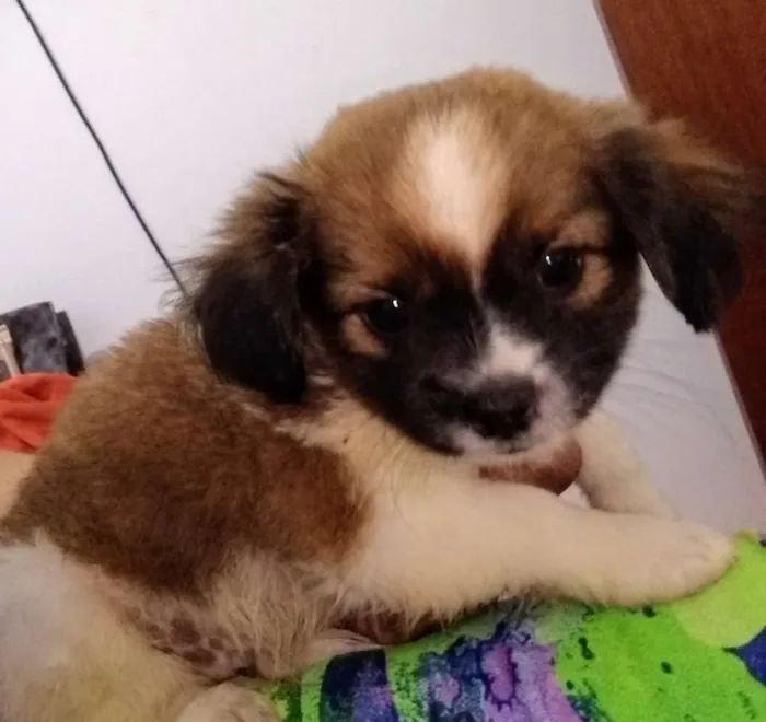 Cachorro raça Lhasa Apso com Shitzu idade Abaixo de 2 meses nome Bethoveem