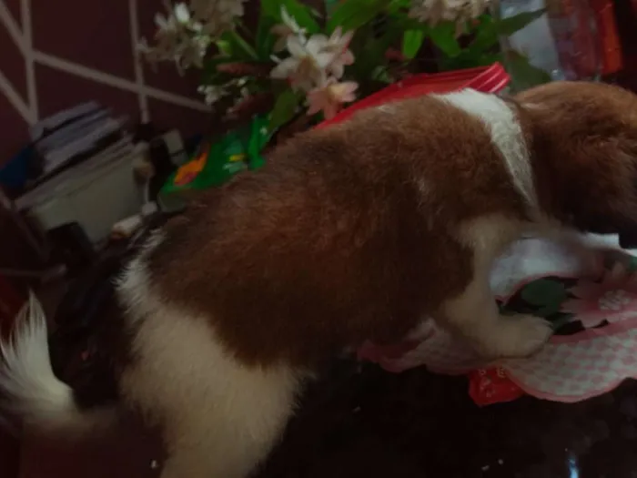 Cachorro raça Lhasa Apso com Shitzu idade Abaixo de 2 meses nome Bethoveem